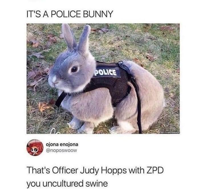 ITS A POLICE BUNNY ojona encjona noposwoow Thats Officer Judy Hopps with ZPD you uncultured swine