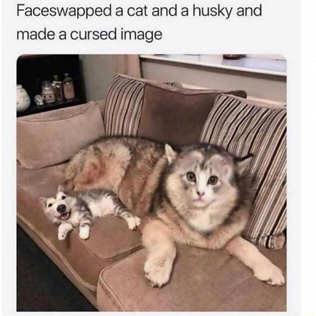 Faceswapped a cat and a husky and made a cursed image