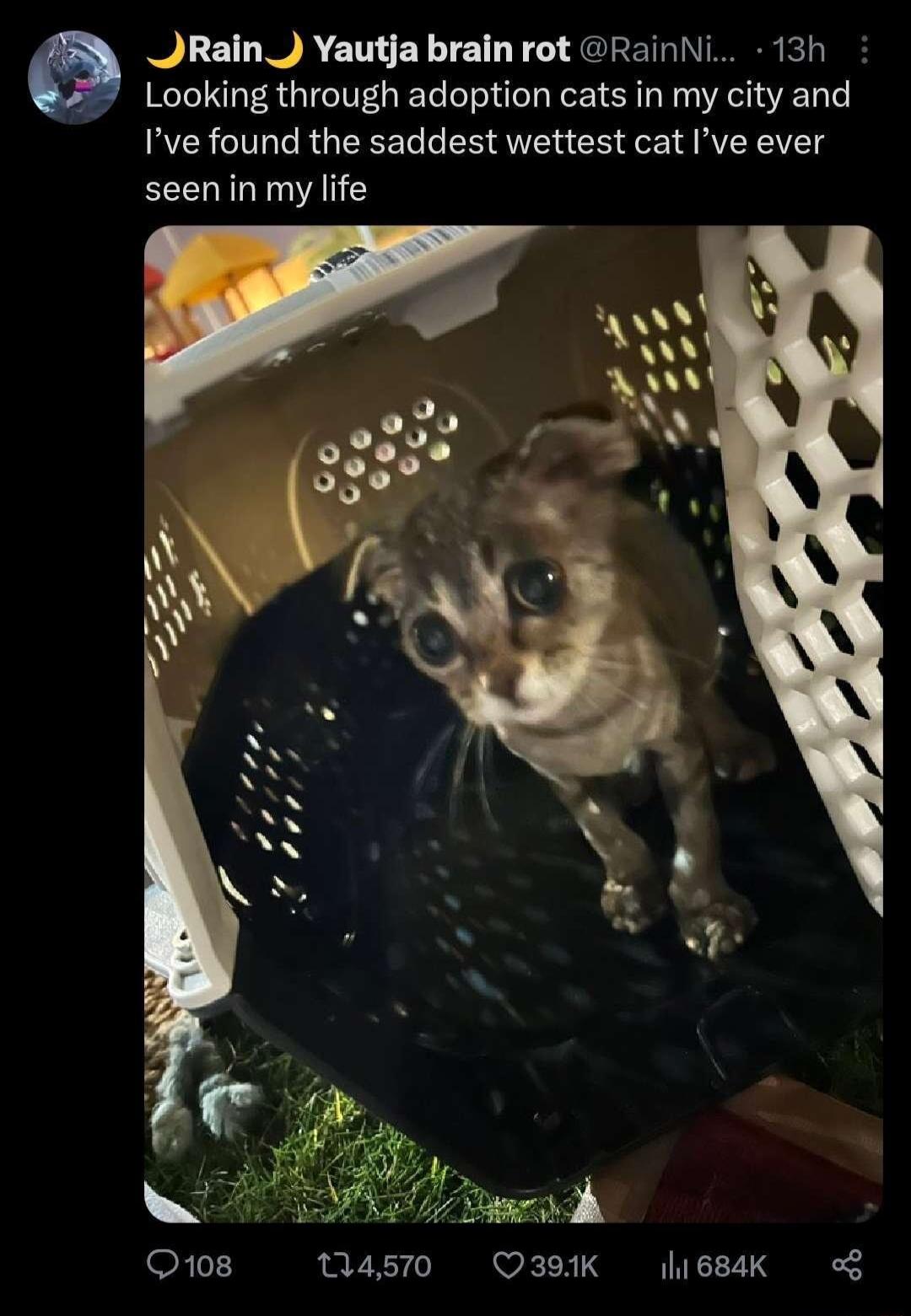 DLETLWACTEYTE T ST N 1 I Looking through adoption cats in my city and Ive found the saddest wettest cat Ive ever seeninmy life N o1 14570 Q391K 684K oS