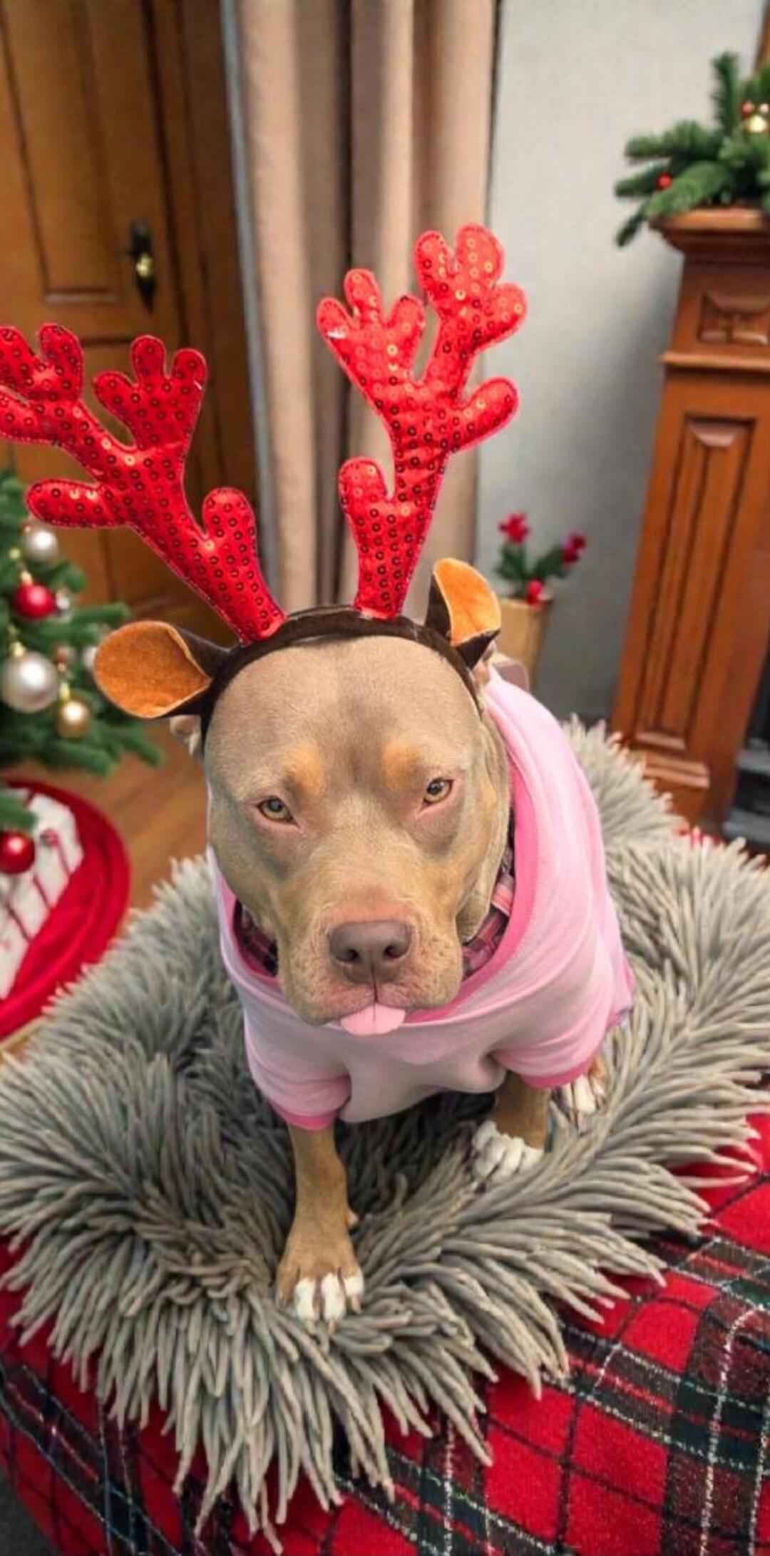 Dog wearing red reindeer antlers and a pink hoodie, sitting on a fluffy gray rug with Christmas decorations in the background.