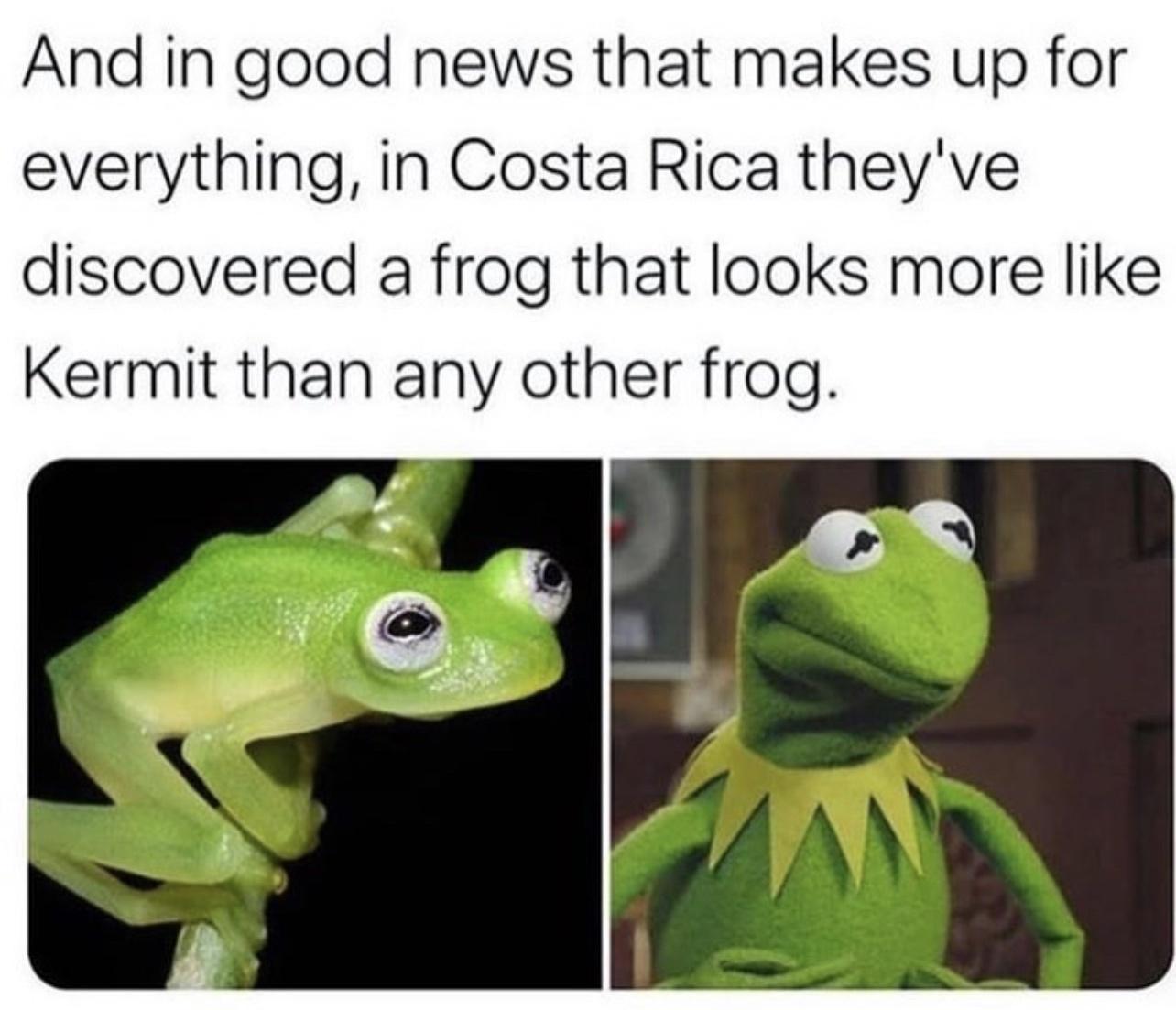 And in good news that makes up for everything in Costa Rica theyve discovered a frog that looks more like Kermit than any other frog