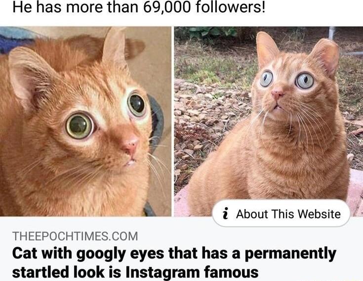 He has more than 69000 followers i About This Website THEEPOCHTIMESCOM Cat with googly eyes that has a permanently startled look is Instagram famous