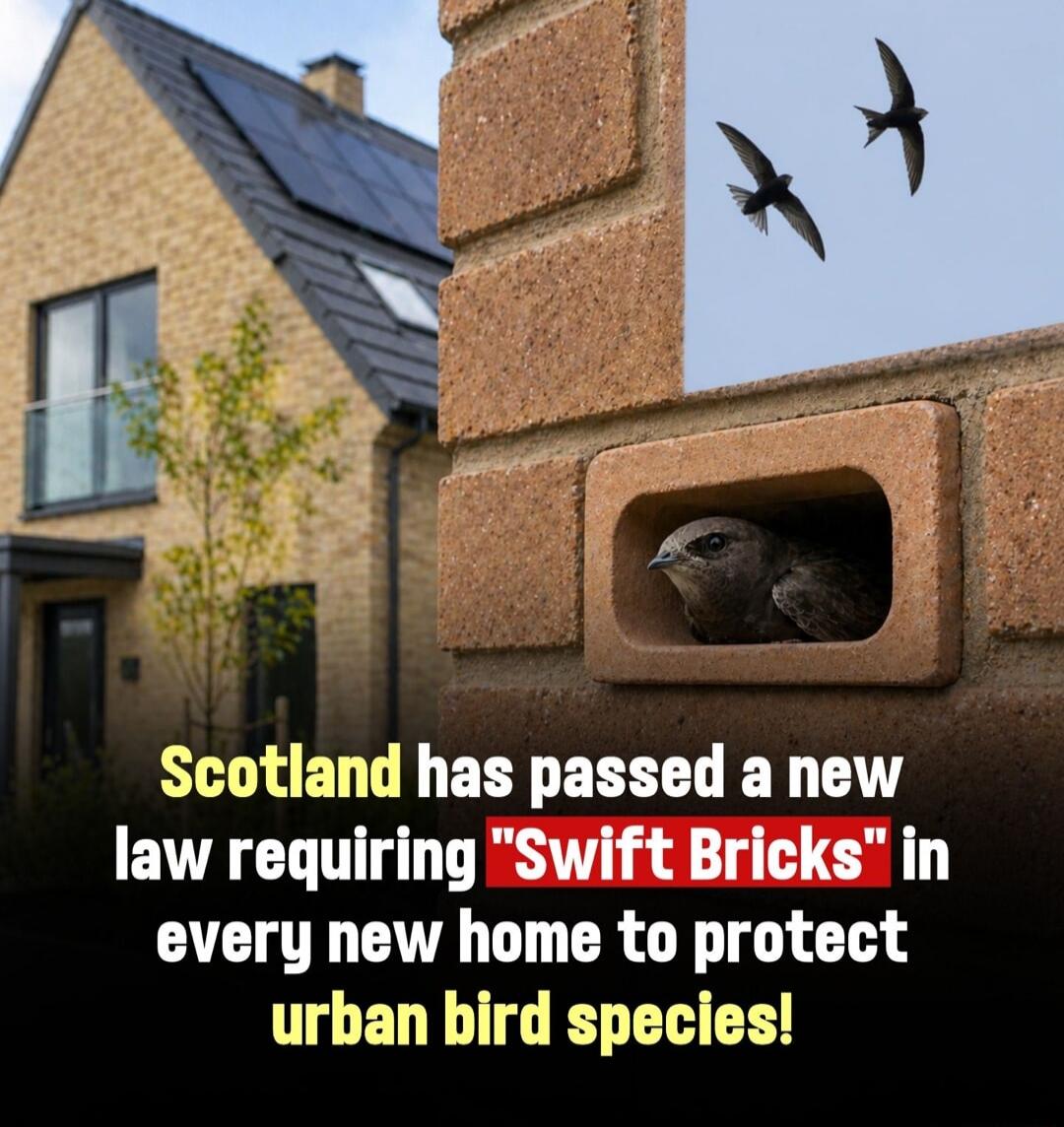 Scotland has passed a new law requiring 