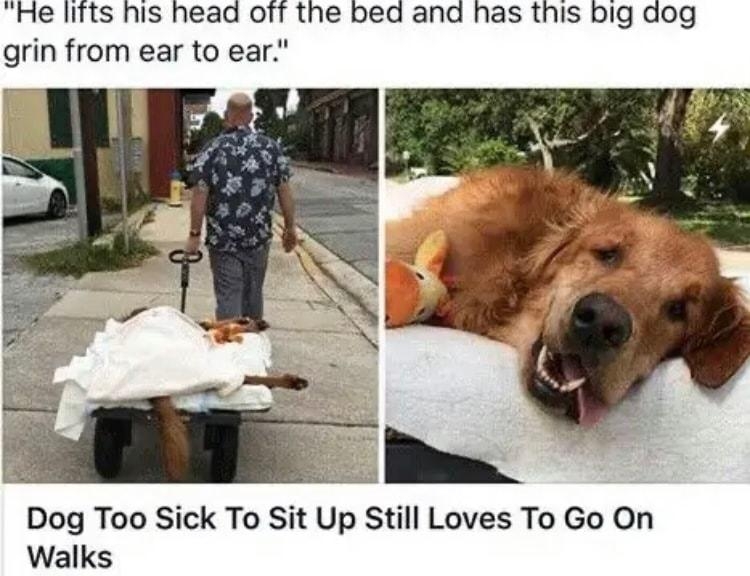 He lifts his head off the bed and has this big dog grin from ear to ear Dog Too Sick To Sit Up Still Loves To Go On Walks