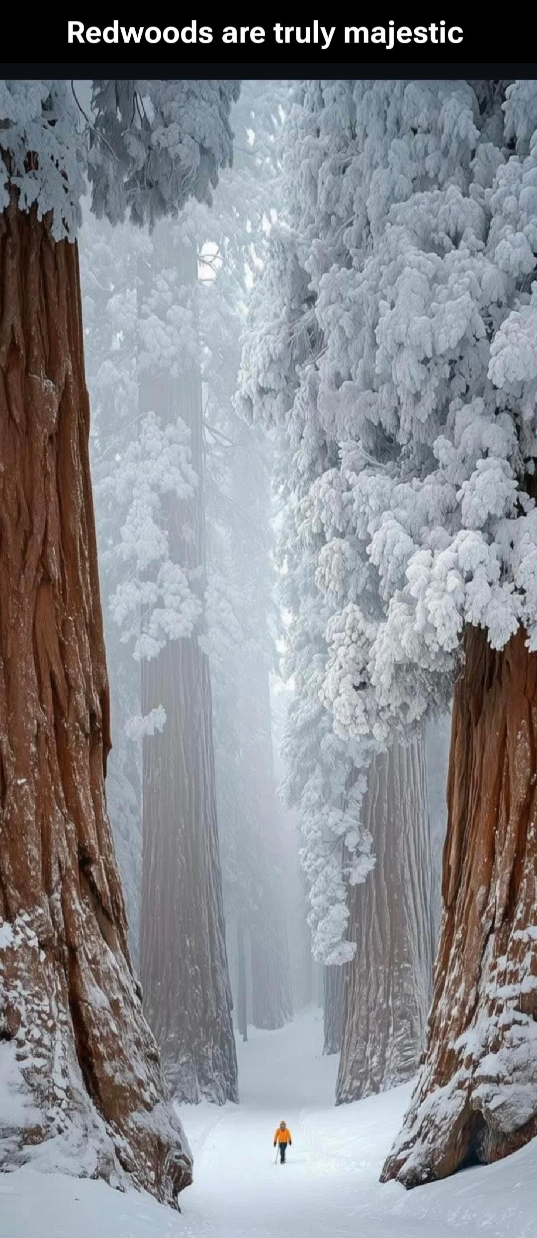 Redwoods are truly majestic