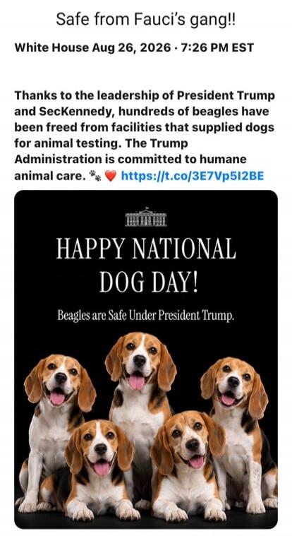 Safe from Fauci's gang!! White House Aug 26, 2026 · 7:26 PM EST Thanks to the leadership of President Trump and SecKennedy, hundreds of beagles have been freed from facilities that supplied dogs for animal testing. The Trump Administration is committed to humane animal care. Happy National Dog Day! Beagles are Safe Under President Trump.
