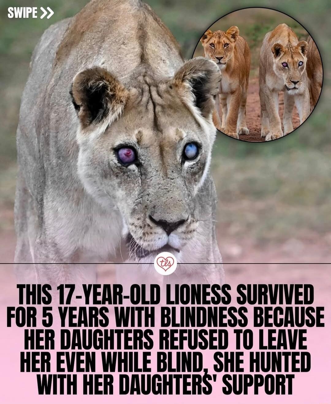 THIS 17-YEAR-OLD LIONESS SURVIVED FOR 5 YEARS WITH BLINDNESS BECAUSE HER DAUGHTERS REFUSED TO LEAVE HER EVEN WHILE BLIND, SHE HUNTED WITH HER DAUGHTERS’ SUPPORT