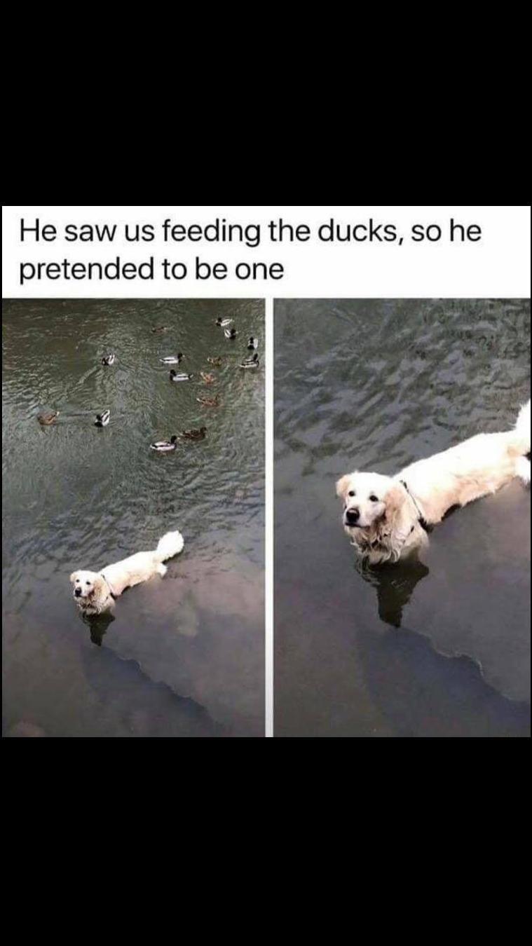 He saw us feeding the ducks so he pretended to be one