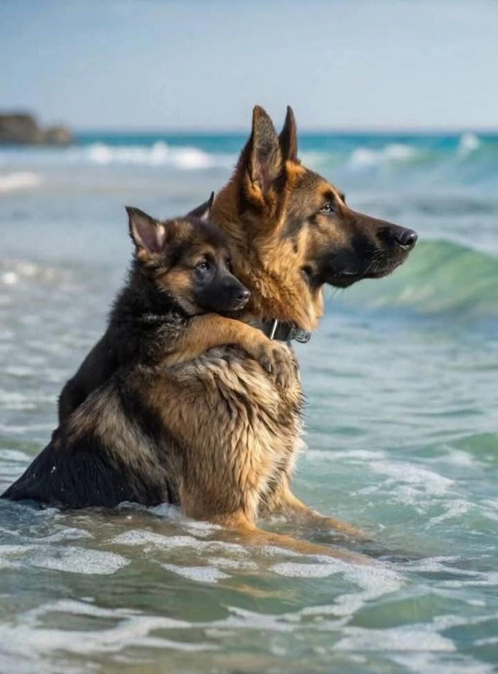 Two German Shepherds standing in shallow ocean water at the beach, one with its front paws on the other.