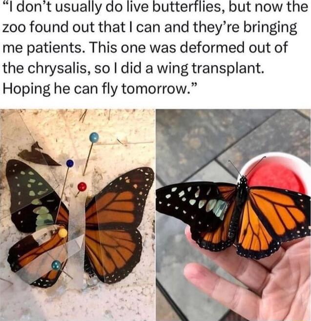 ldont usually do live butterflies but now the zoo found out that can and theyre bringing me patients This one was deformed out of the chrysalis so did a wing transplant Hoping he can fly tomorrow