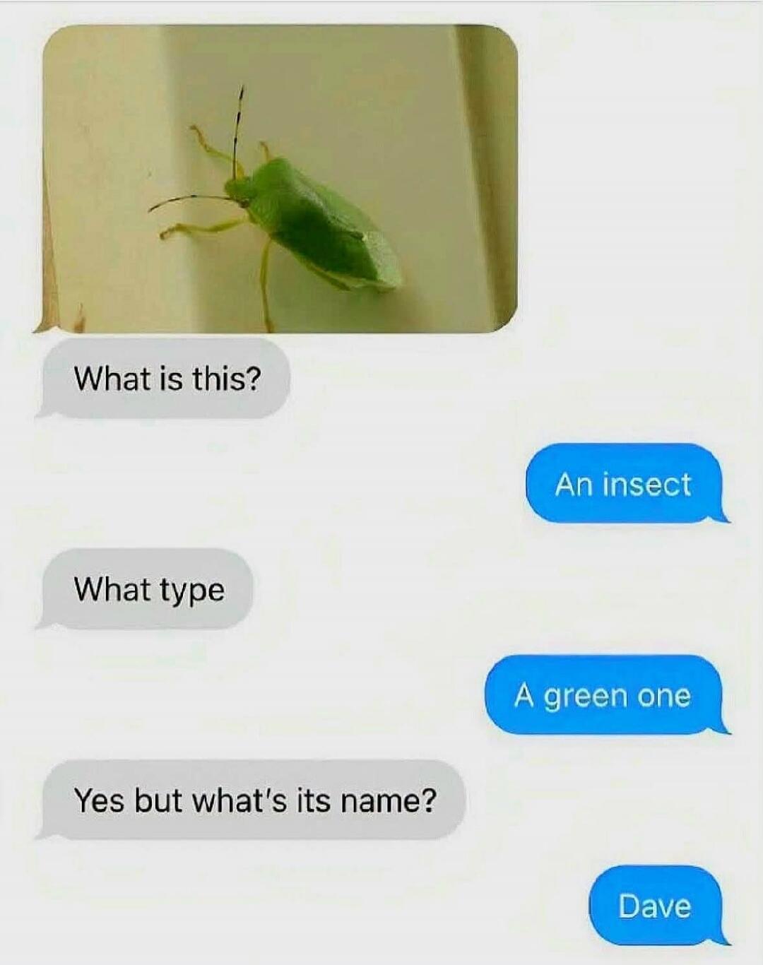 What is this? An insect What type A green one Yes but what's its name? Dave