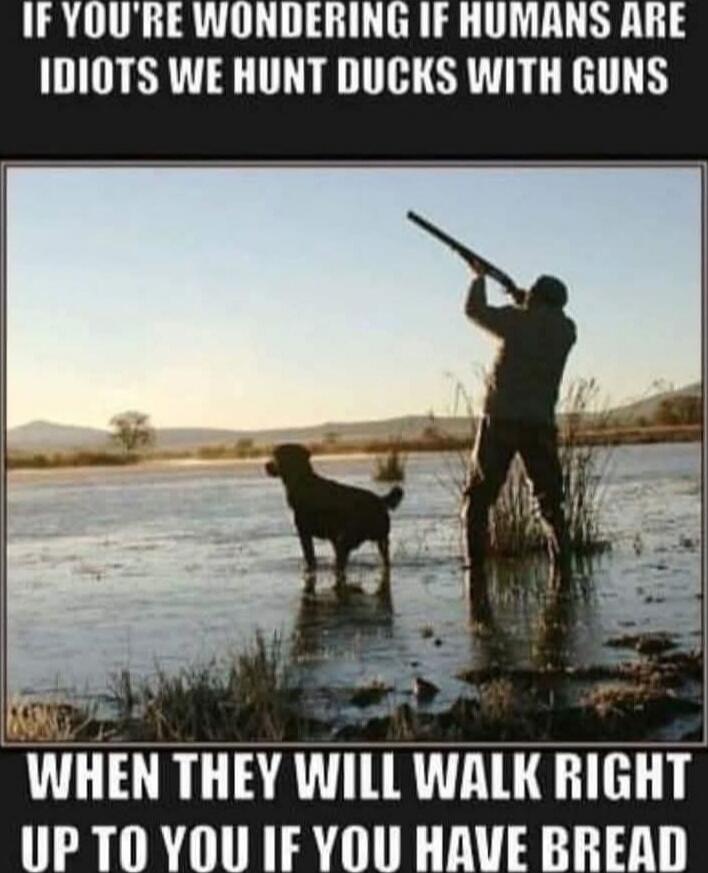 IF YOU'RE WONDERING IF HUMANS ARE IDIOTS WE HUNT DUCKS WITH GUNS WHEN THEY WILL WALK RIGHT UP TO YOU IF YOU HAVE BREAD