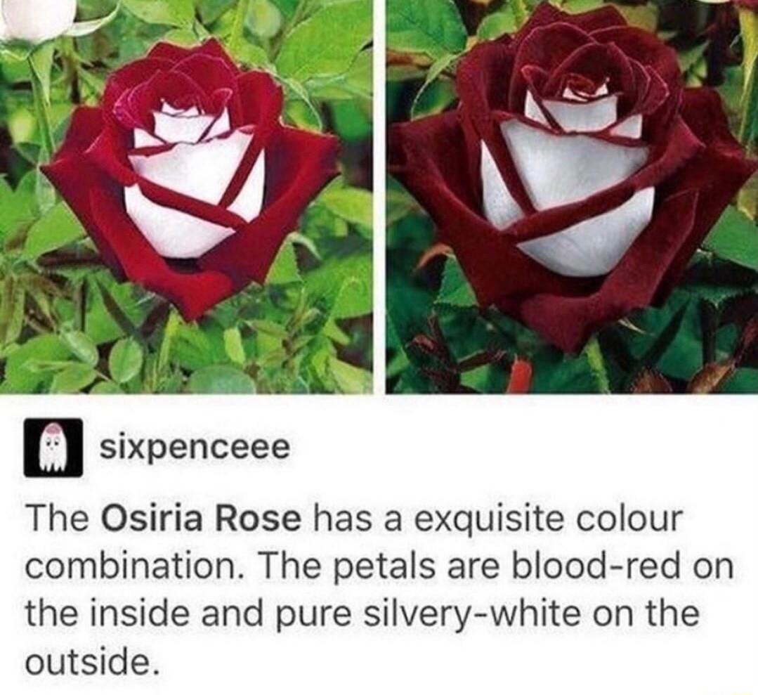 The Osiria Rose has a exquisite colour combination The petals are blood red on the inside and pure silvery white on the outside