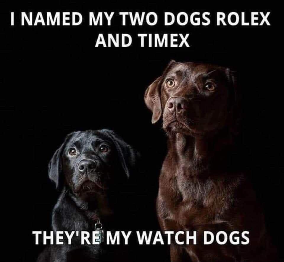 NAMED MY TWO DOGS ROLEX AND TIMEX THEYRE1 MY WATCH DOGS