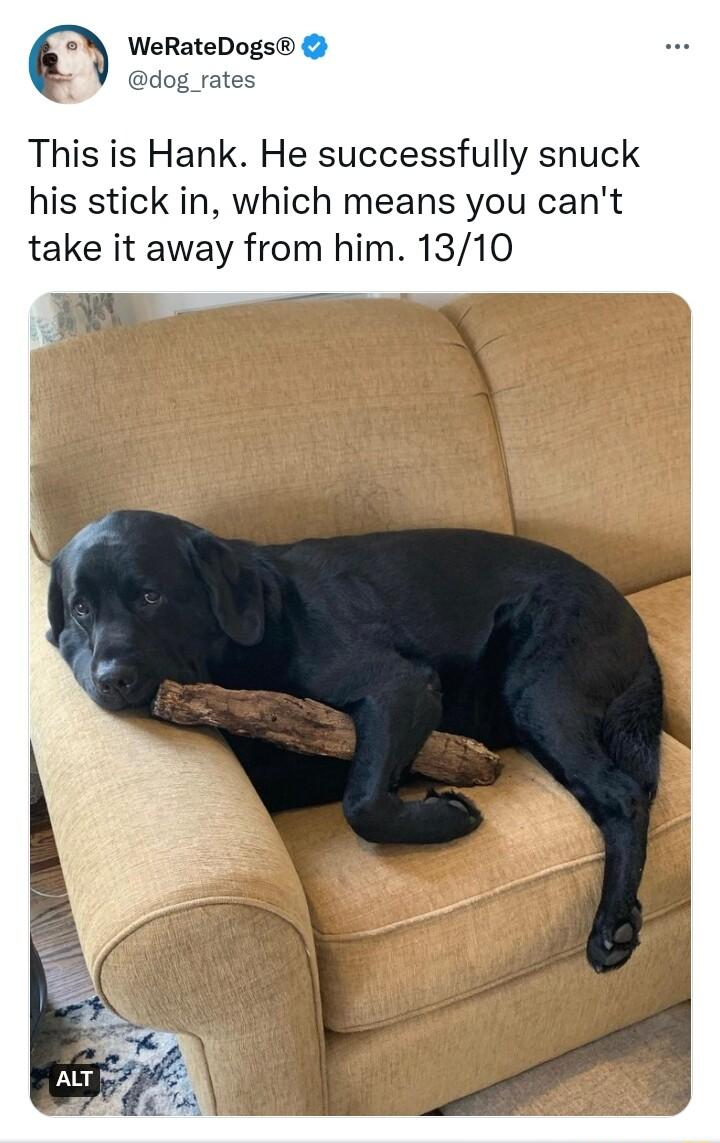 WeRateDogs This is Hank He successfully snuck his stick in which means you cant take it away from him 1310 R5