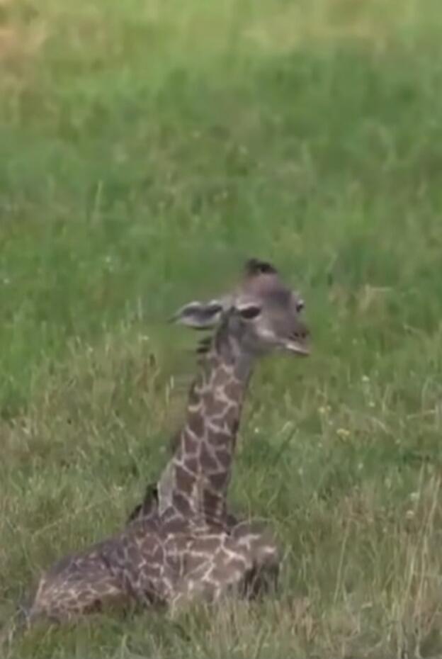 A giraffe lying down in a grassy field.