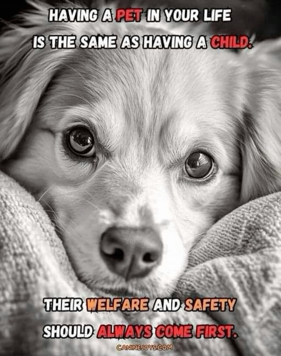 HAVING A PET IN YOUR LIFE IS THE SAME AS HAVING A CHILD! THEIR WELFARE AND SAFETY SHOULD ALWAYS COME FIRST. CANINEJOYS.COM