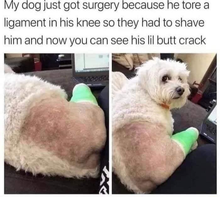 My dog just got surgery because he tore a ligament in his knee so they had to shave him and now you can see his lil butt crack c
