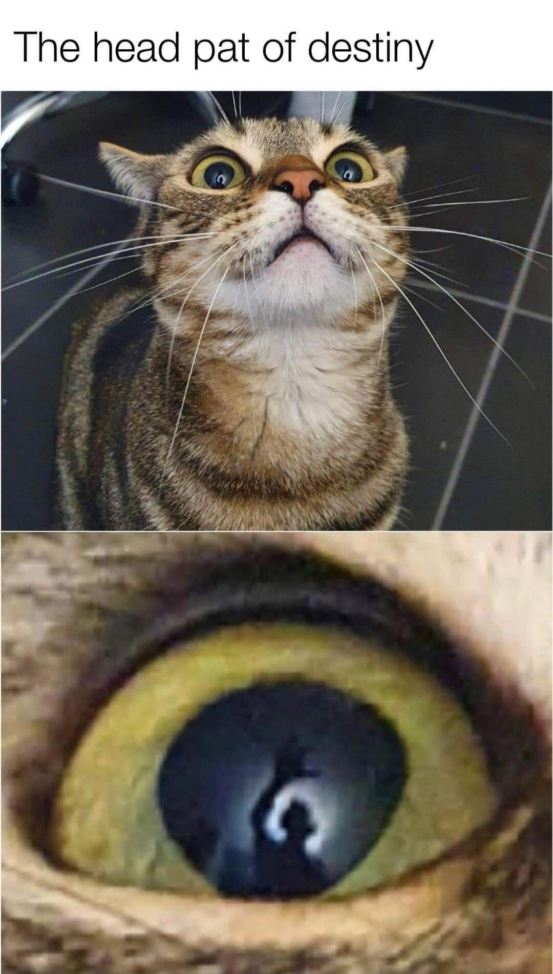 The head pat of destiny. A meme featuring a cat with wide, surprised eyes looking up, with a close-up of its eye showing the reflection of a human hand about to give a head pat.