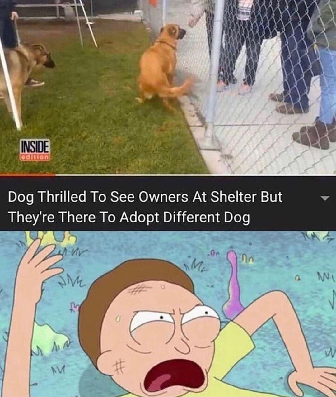 DJoTe N o111 Te B Ko BSYTH OV T SWAN S g 11 1 210 Theyre There To Adopt Different Dog s 1o T