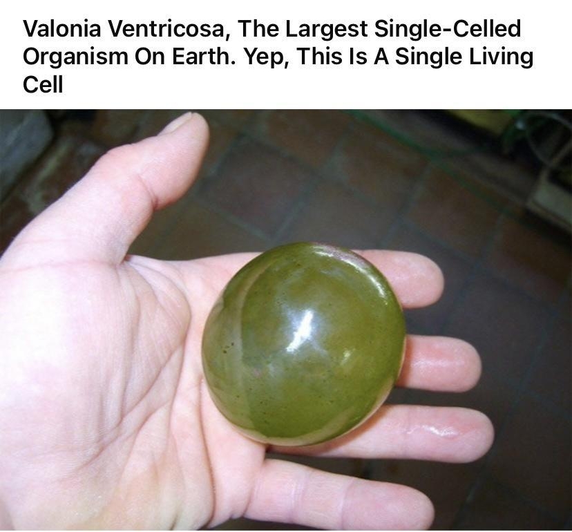 7 rfinterestingasfuck i ukuroi_sny 1h ireddit Valonia Ventricosa The Largest Single Celled Organism On Earth Yep This Is A Single Living Cell