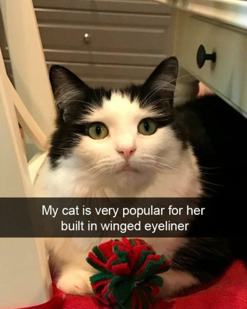 My cat is very popular for her built in winged eyeliner