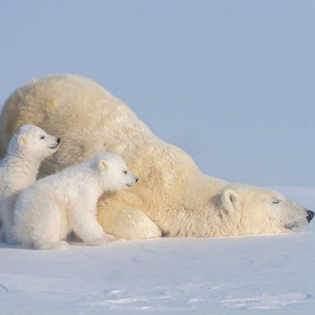 Polar bears: mother bear lying on snow with two cubs