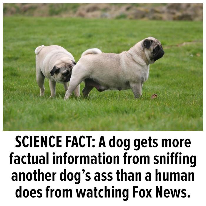 SCIENCE FACT A dog gets more factual information from sniffing another dogs ass than a human does from watching Fox News