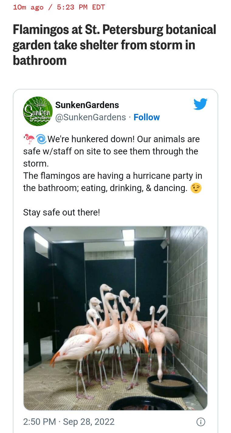 10m ago 523 PM EDT Flamingos at St Petershurg botanical garden take shelter from stormin bathroom SunkenGardens L 4 SunkenGardens Follow Were hunkered down Our animals are safe wstaff on site to see them through the storm The flamingos are having a hurricane party in the bathroom eating drinking dancing Stay safe out there 250 PM Sep 28 2022 6