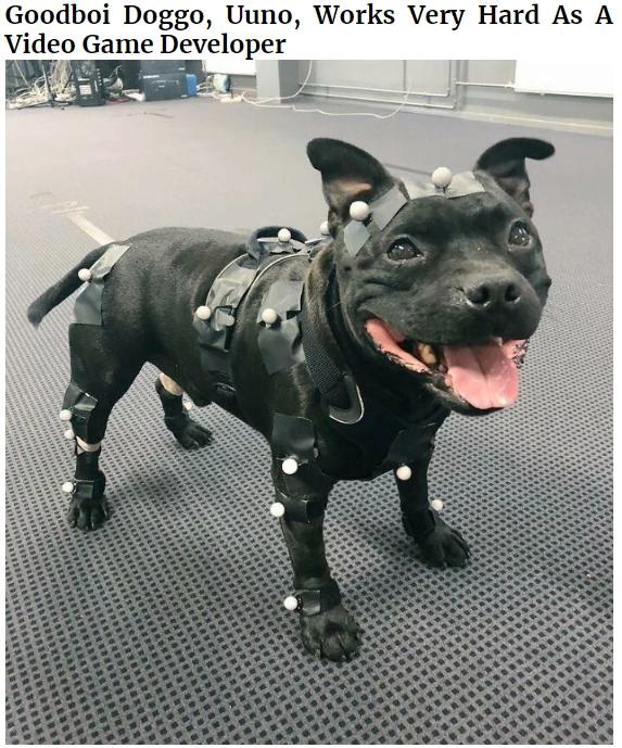 Goodboi Doggo Uuno Works Very Hard As A Video Game Developer BTARRES o