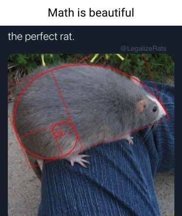 Math is beautiful the perfect rat