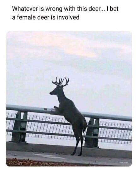 Whatever is wrong with this deer... I bet a female deer is involved