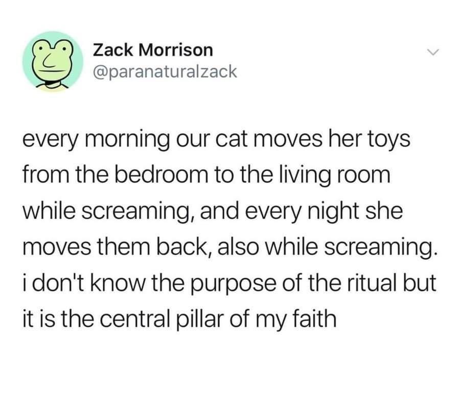 g Zack Morrison paranaturalzack every morning our cat moves her toys from the bedroom to the living room while screaming and every night she moves them back also while screaming i dont know the purpose of the ritual but it is the central pillar of my faith