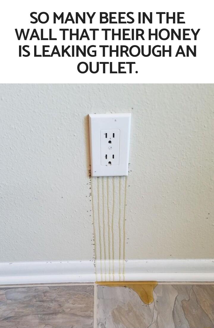 SO MANY BEES IN THE WALL THAT THEIR HONEY IS LEAKING THROUGH AN OUTLET