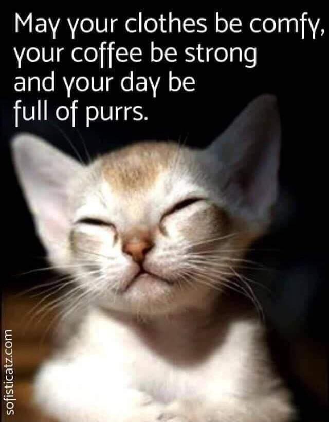 May your clothes be comfy your coffee be strong and your day be full of purrs sofisticatzcom