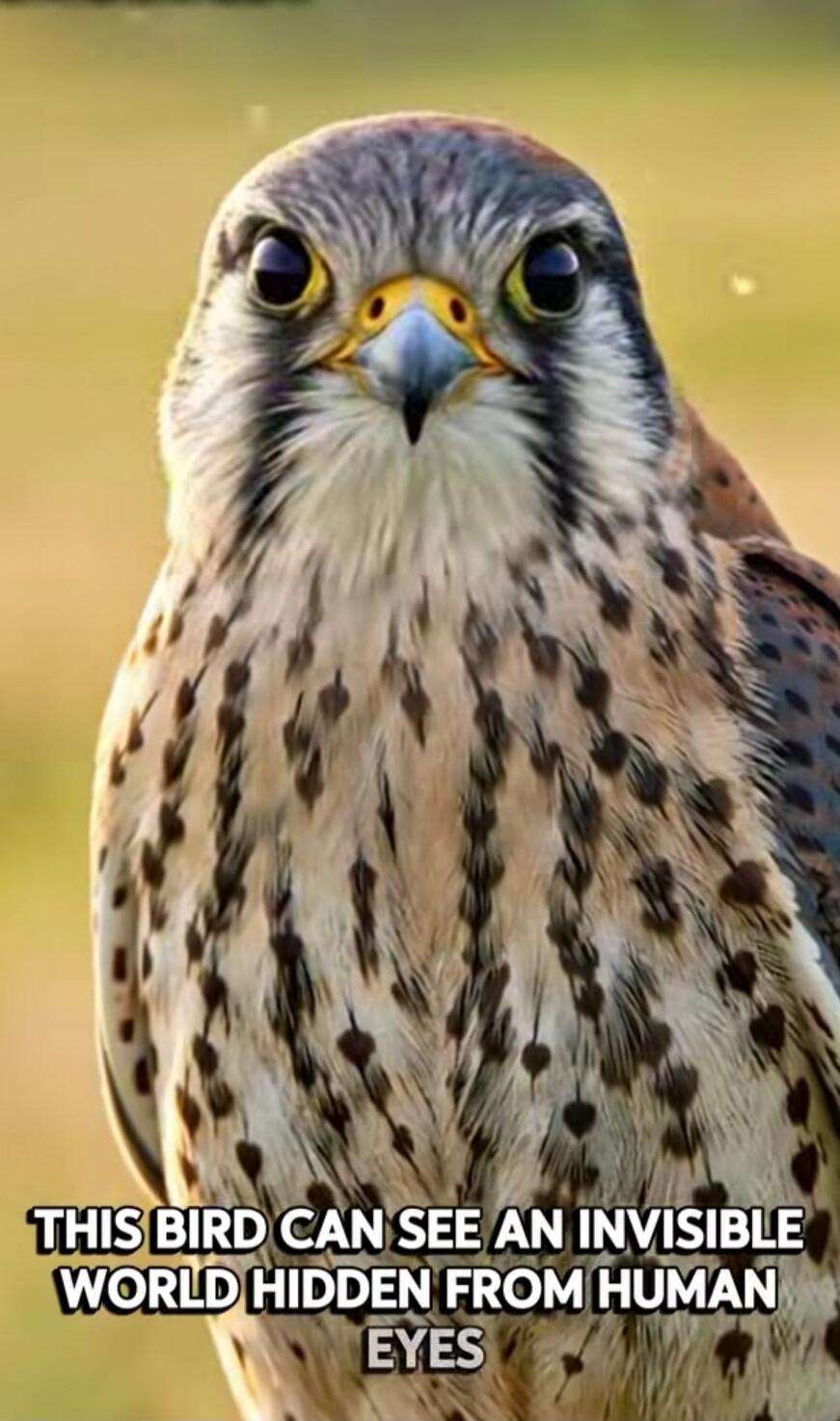 THIS BIRD CAN SEE AN INVISIBLE WORLD HIDDEN FROM HUMAN EYES
