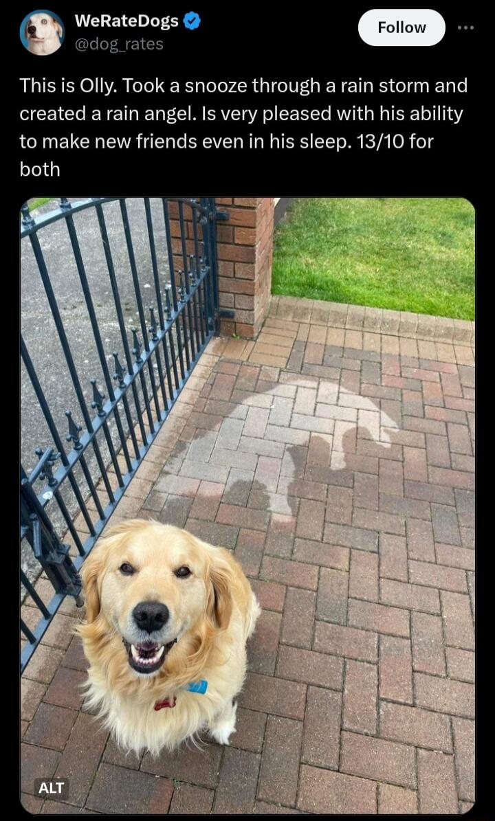 WeRateDogs dog rates This is Olly Took a snooze through a rain storm and created a rain angel Is very pleased with his ability to make new friends even in his sleep 1310 for both