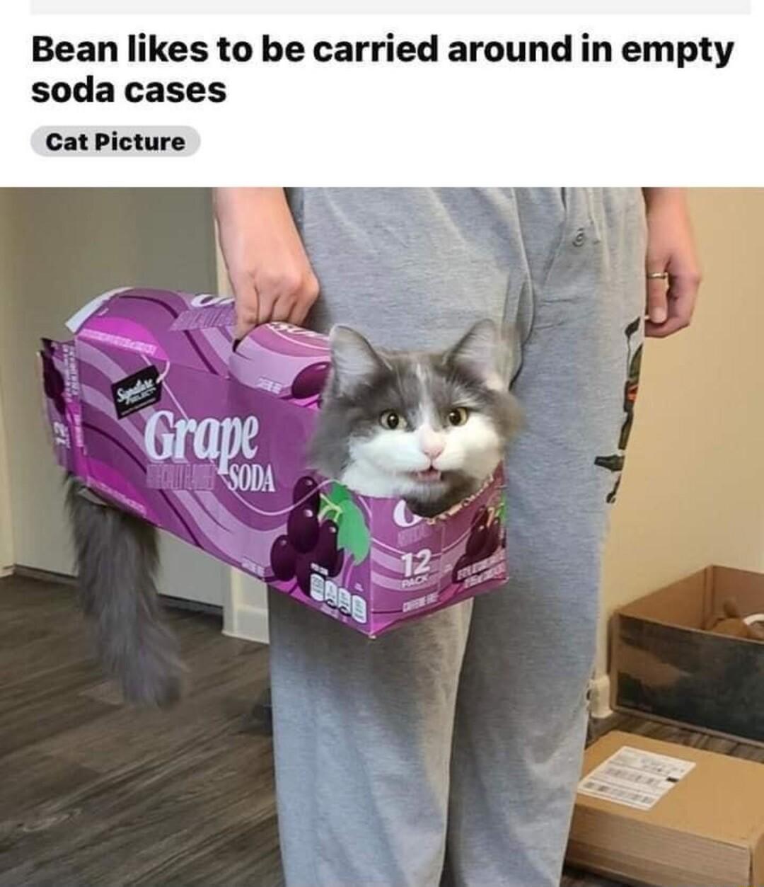 Bean likes to be carried around in empty soda cases CatPicture