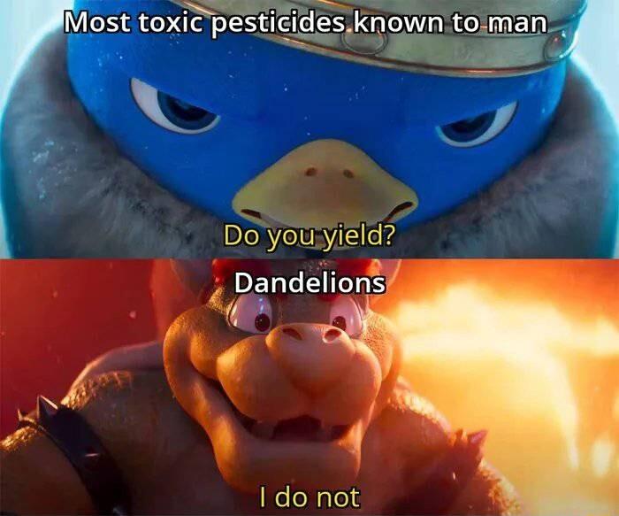 Do youyield Dandeliong 4