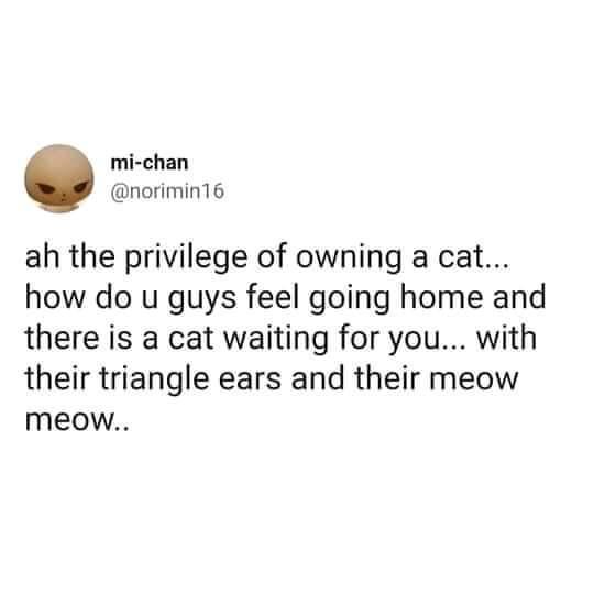 mi chan norimin16 ah the privilege of owning a cat how do u guys feel going home and there is a cat waiting for you with their triangle ears and their meow Meow