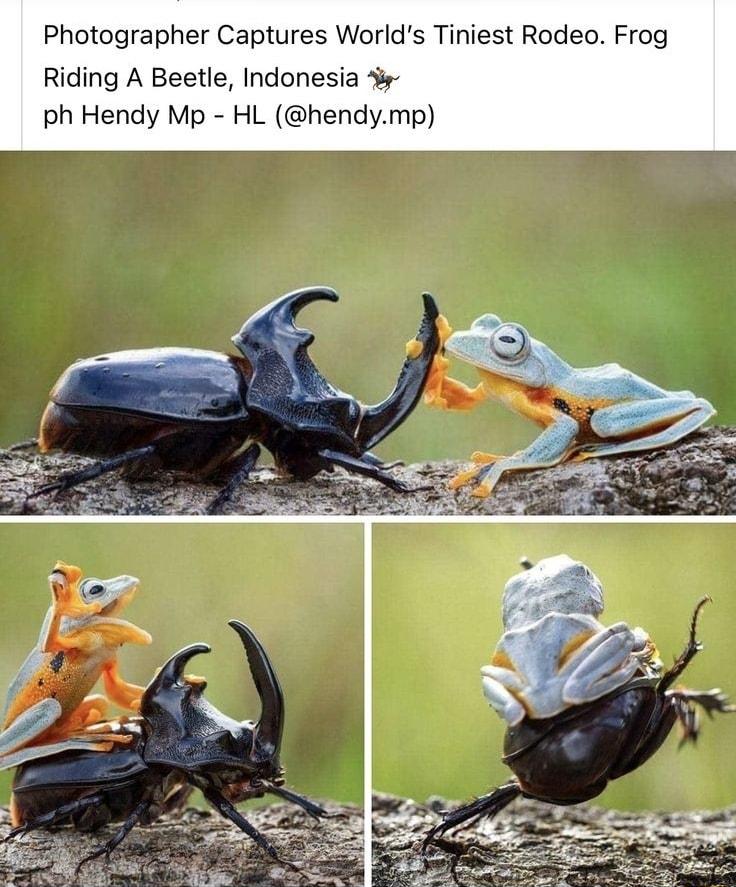 Photographer Captures Worlds Tiniest Rodeo Frog Riding A Beetle Indonesia 4 ph Hendy Mp HL hendymp