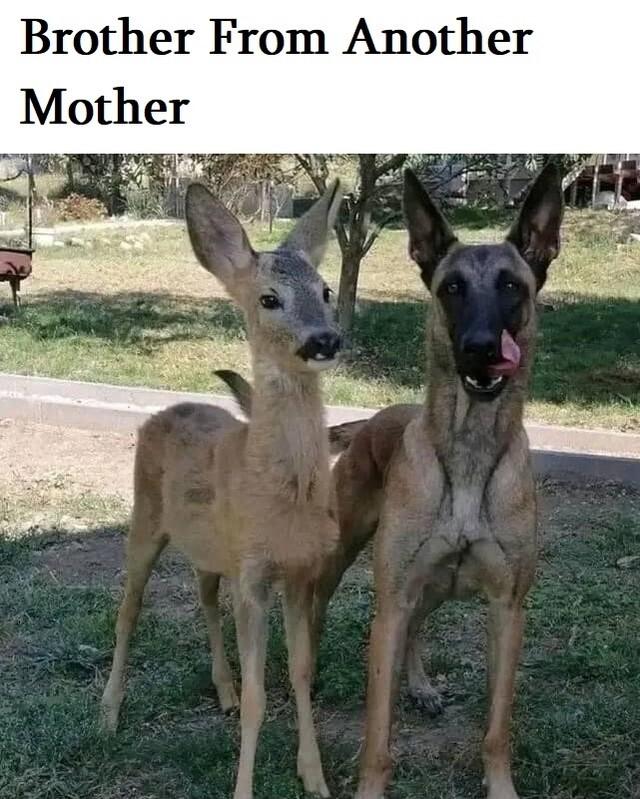 Brother From Another