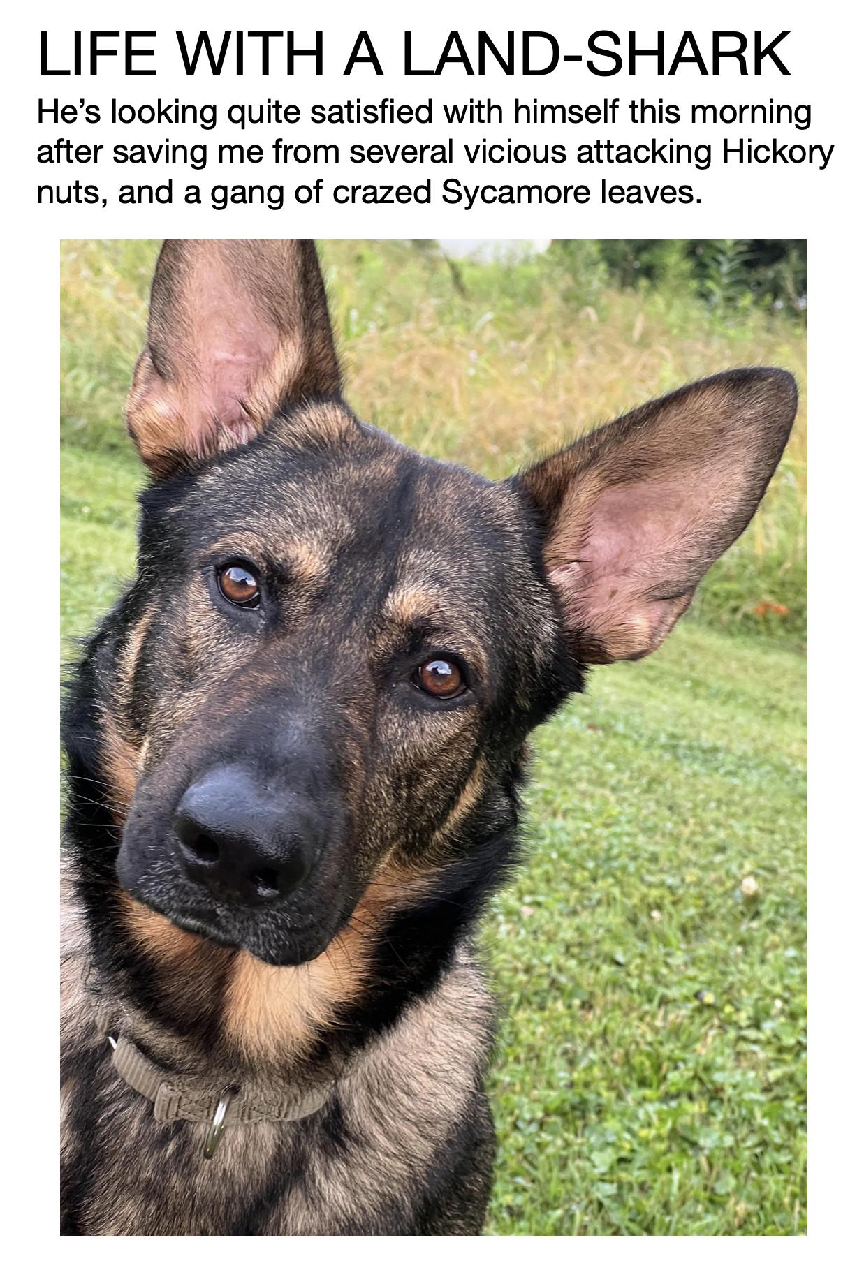 LIFE WITH A LAND SHARK Hes looking quite satisfied wil mself this morning after saving me from several vicious attacking Hickory nuts and a gang of crazed Sycamore leaves
