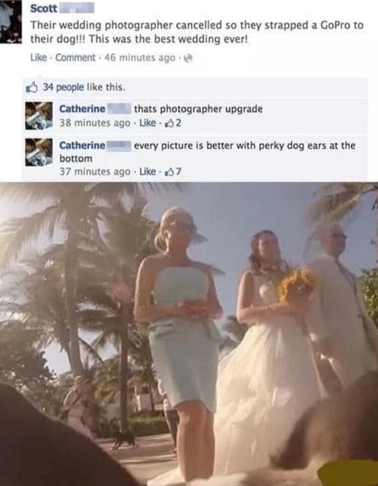 Scott Their wedding photographer cancelled so they strapped a GoPro to their dog This was the best wedding ever Uike Comment 46 minu 34 people like this P Cotherine I thats photographer upgrade 8 38 minutes ago Uike 52 Catherine W9 every picture i beter with perky dog earsat the 2 botom 37 minutes ago ke 7