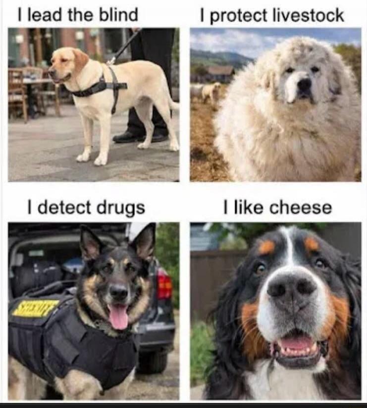 I lead the blind I protect livestock I detect drugs I like cheese