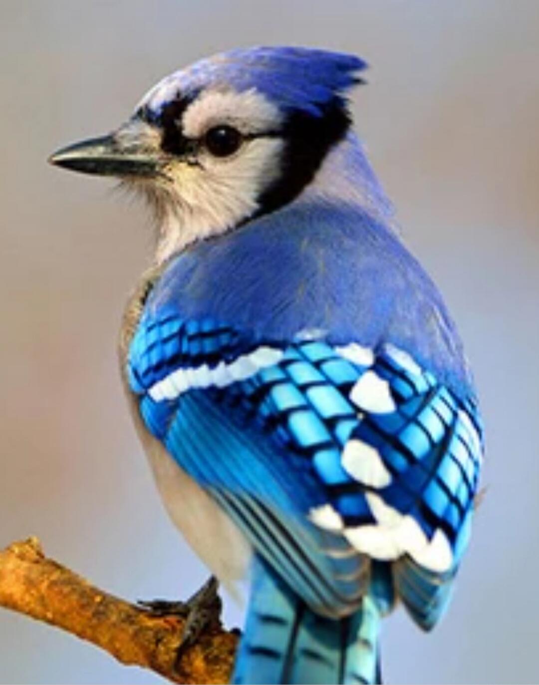 Blue jay perched on a branch.