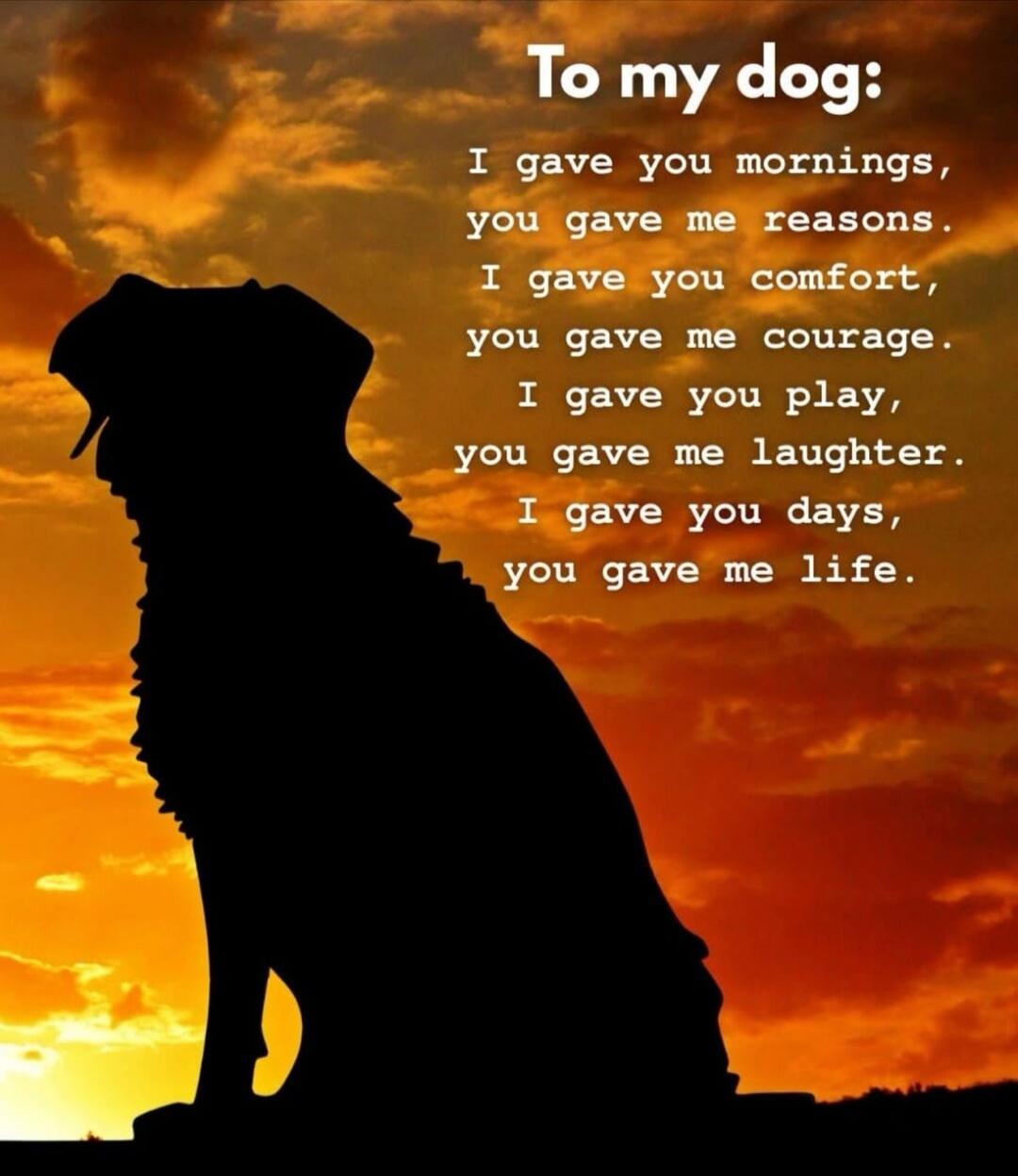 To my dog:
I gave you mornings,
you gave me reasons.
I gave you comfort,
you gave me courage.
I gave you play,
you gave me laughter.
I gave you days,
you gave me life.