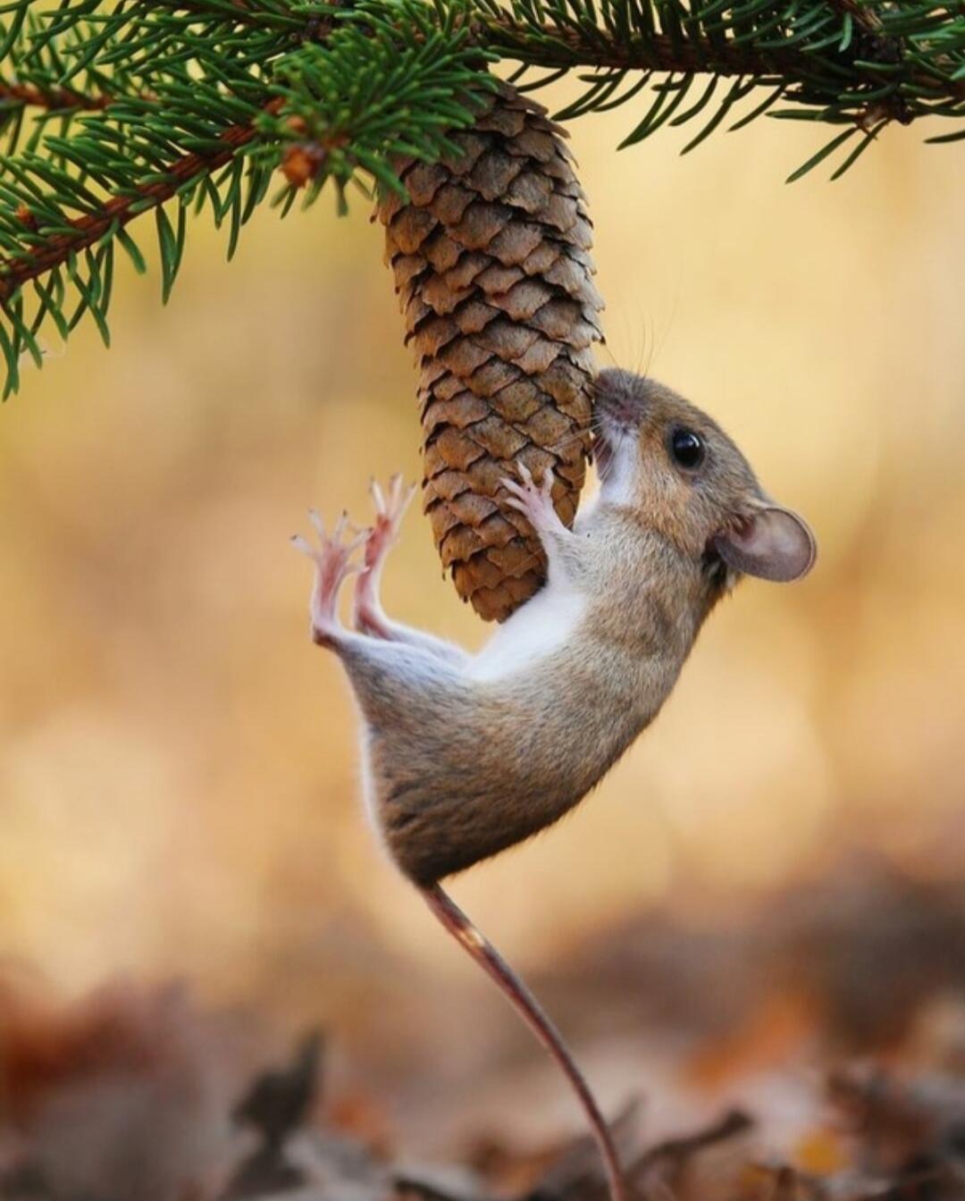 A squirrel hanging from a pinecone on a tree branch.