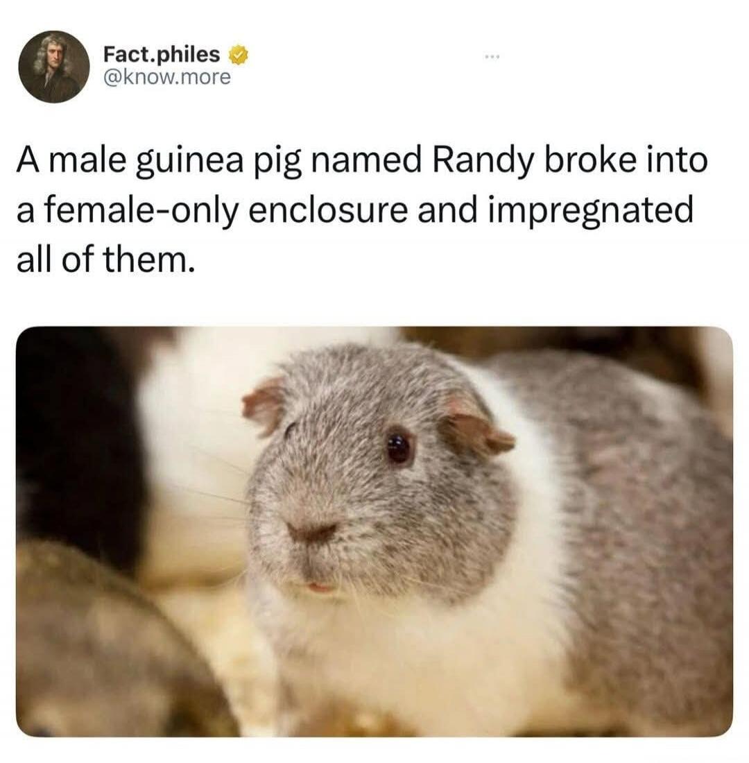 A male guinea pig named Randy broke into a female-only enclosure and impregnated all of them.