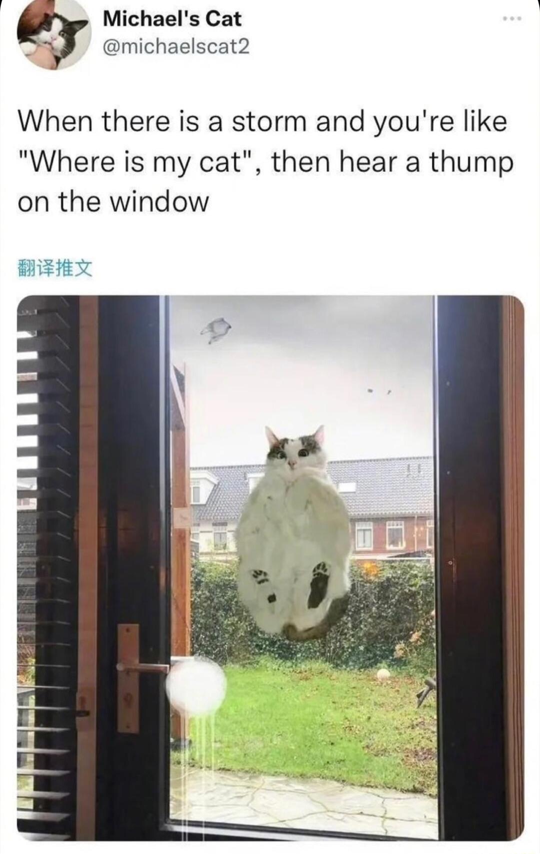 Michaels Cat michaelscat2 When there is a storm and youre like Where is my cat then hear a thump on the window 131374